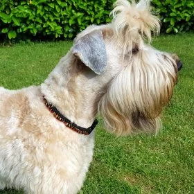 Mobile Preview: Hund Irish Soft Coated Wheaten Terrier mit Halsband aus Parcord in den Farben german pride und schwarz, Hundehalsband im Deutschland Muster, mit schwarzer Schnalle