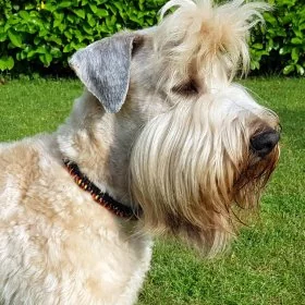 Mobile Preview: Hund Irish Soft Coated Wheaten Terrier mit Halsband aus Parcord in den Farben german pride und schwarz, Hundehalsband im Deutschland Muster, mit schwarzer Schnalle