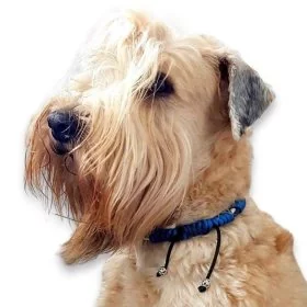 Mobile Preview: Hund Irish Soft Coated Wheaten Terrier mit Anti-Zecken-Halsband aus Paracord mit EM-Keramik caribbean / navy blau