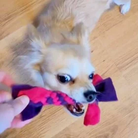 Mobile Preview: Hund mit Zergel Zerrspielzeug Hundespielzeug aus Fleece lila und pink