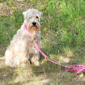 Mobile Preview: Irish Soft Coated Wheaten Terrier mit Leinen-Halsband-Set Tau und Leder, wild fuchsia und Leder rosa