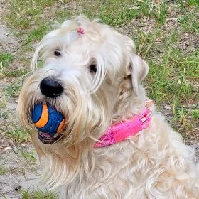 Mobile Preview: Irish Soft Coated Wheaten Terrier mit Halsband aus Tau, wild fuchsia