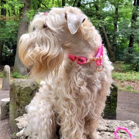 Mobile Preview: Irish Soft Coated Wheaten Terrier mit Halsband aus Tau, wild fuchsia