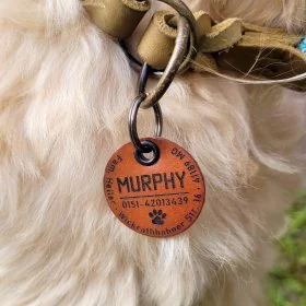 Mobile Preview: Hund mit Hundemarke aus Leder, personalisiert, Irish Soft Coated Wheaten Terrier
