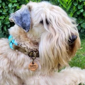 Mobile Preview: Hund mit Hundemarke aus Leder Farbe tortilla, personalisiert, Irish Soft Coated Wheaten Terrier